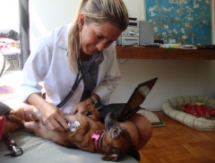 Dra. michelle gandra, veterinária domiciliar em curitiba - tel  41 99950-4321(whatsap) - @veterinariadomiciliar.curitiba - www.veterinariadomiciliar.com
