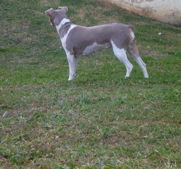 GWEN DA PEDRA DE GUARATIBA! Terrier Brasileiro (Fox Paulistinha)  Fêmea Tricolor de Isabela. Nascimento: 25/06/10. Proprietária: Bruna. Acasalamento: Nescau x Lalá.