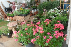 Mudas de primavera