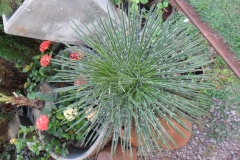 Mudas de agave palito