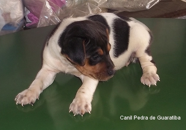 FILHOTES DISPONVEIS! Terrier Brasileiro (Fox Paulistinha)  Filhotes: http://www.canilpguaratiba.com/html/n6letrai_tb.html