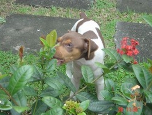 OBJETIVIDADE! CARINHO! DISCIPLINA! Terrier Brasileiro (Fox Paulistinha) Xuxete da Pedra de Guaratiba Fêmea tricolor de fígado.  Filhotes: http://www.canilpguaratiba.com/html/filhotes_tb.html