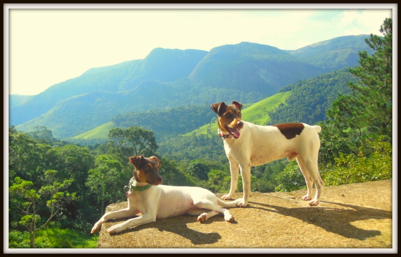 BENTO DA PEDRA DE GUARATIBA! APRESENTA! Sua filha ZOÉ! Filhotes em: http://www.canilpguaratiba.com/html/filhotes_tb.html