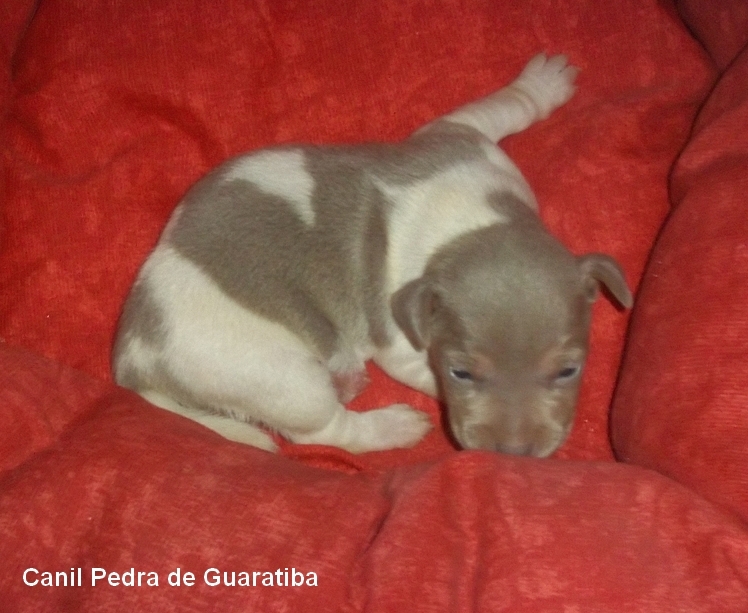 ERRIER BRASILEIRO (FOX PAULISTINHA) Disponível! Macho Tricolor de Isabela! Nascimento: 07/06/15. Filhotes: http://www.canilpguaratiba.com/html/n6letrak_tb.html