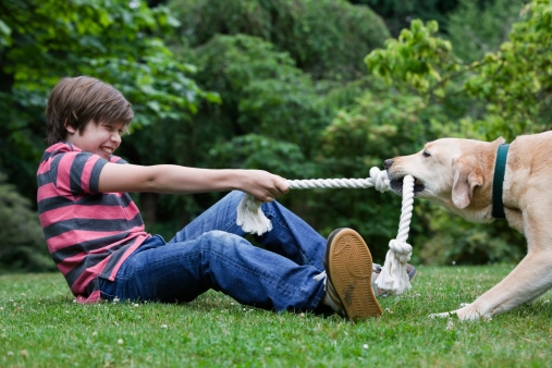 O que Podemos Fazer para Melhorar a Qualidade de Vida de Nossos Cães!  http://pet-eshop.blogspot.com.br/2015/06/enriquecimento-ambiental-de-caes.html
