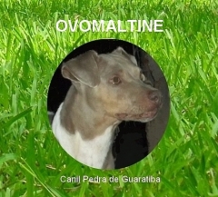Terrier brasileiro - http://www.canilpguaratiba.com/html/n6letrak_tb.html