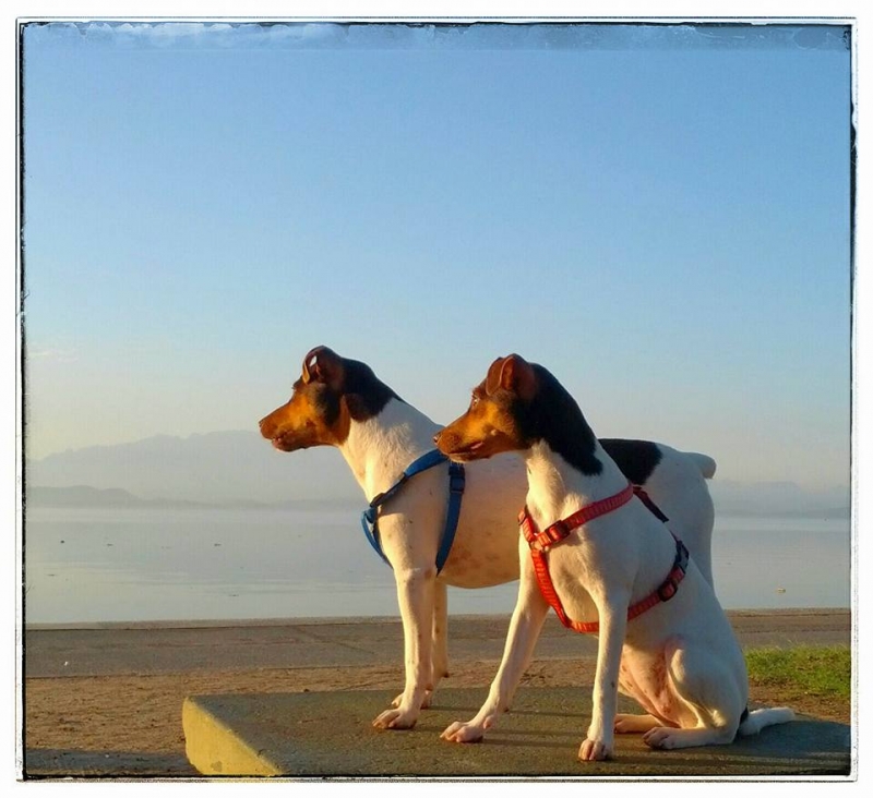 BENTO E ZOÉ - TERRIER BRASILEIRO - FILHOTES EM: http://www.canilpguaratiba.com/html/n6letrak_tb.html