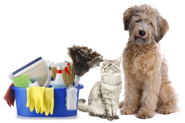 Cães! Gatos! Como Efetuar a Higienização do Ambiente! http://pet-eshop.blogspot.com.br/2011/04/higiente-do-ambiente-manejo.html