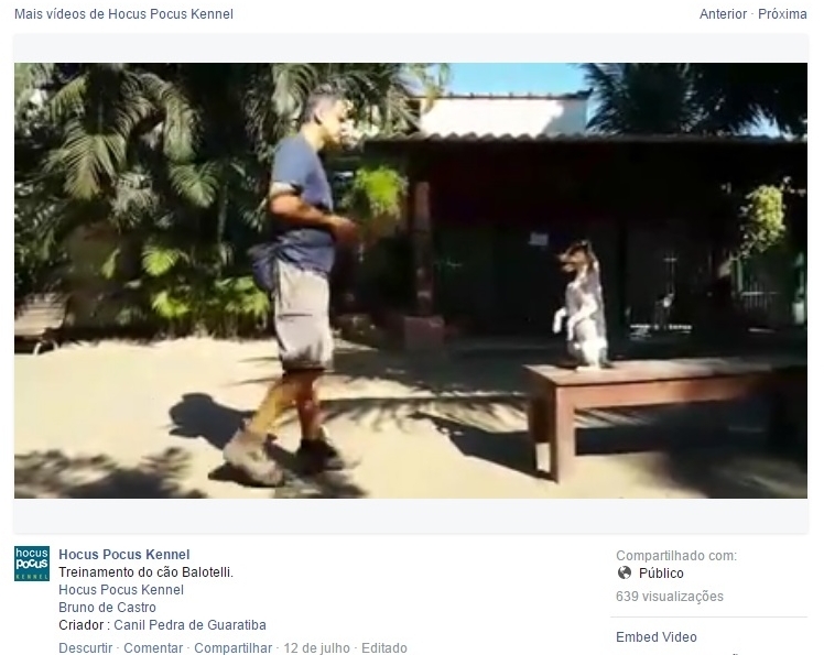 BALOTELLI! Terrier Brasileiro (Fox Paulistinha) - http://www.facebook.com/229803423813105/videos/707078236085619/?fref=nf