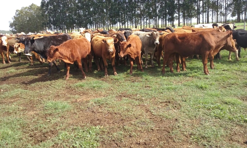 Gado de corte, Boi Gordo Pronto para Abate