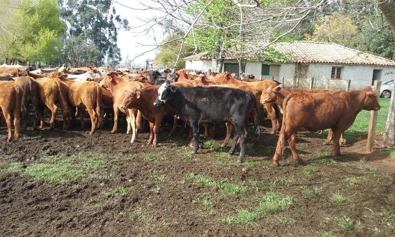 Gado de corte, Boi Gordo Pronto para Abate