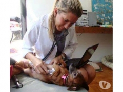 Www.veterinariadomiciliar.com.  -  atendimento veterinário em domicílio no rio de janeiro (21) 97964-7871