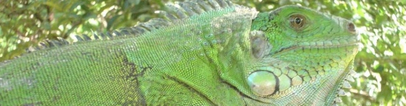 Iguanas