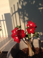 Rosa do deserto