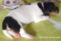 Terrier brasileiro (fox paulistinha) - filhotes disponíveis - http://www.canilpguaratiba.com
