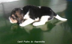 Beagle canil pedra de guaratiba - fêmeas disponíveis - http://www.canilpguaratiba.com