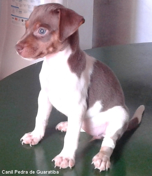 TERRIER BRASILEIRO (FOX PAULISTINHA) - Canil Pedra de Guaratiba. Facebook: http://pt-br.facebook/canilpedradeguaratiba