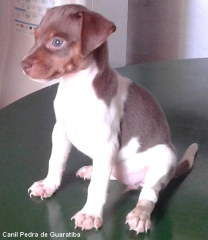 Terrier brasileiro (fox paulistinha) - canil pedra de guaratiba. facebook: http://pt-br.facebook/canilpedradeguaratiba