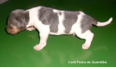 Terrier brasileiro (fox paulistinha) - canil pedra de guaratiba - macho tricolor de azul disponível!