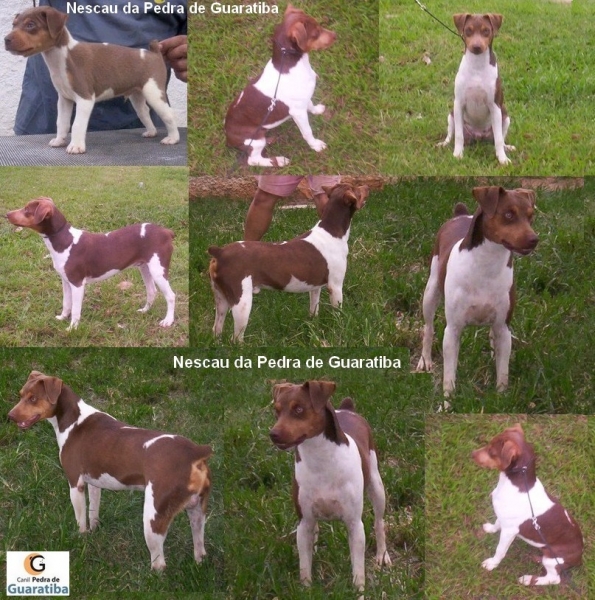 TERRIER BRASILEIRO (FOX PAULISTINHA) - CANIL PEDRA DE GUARATIBA - Nescau Macho Tricolor de Fígado - http://www.canilpguaratiba.com