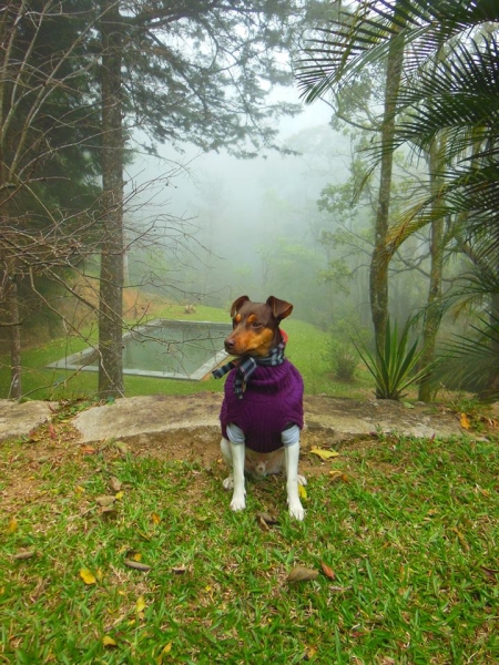 TERRIER BRASILEIRO (FOX PAULISTINHA) - Canil Pedra de Guaratiba - Filhotes Disponíveis - http://www.canilpguaratiba.com