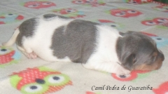 Terrier brasileiro (fox paulistinha) - canil pedra de guaratiba - filhote disponível - http://www.canilpguaratiba.com