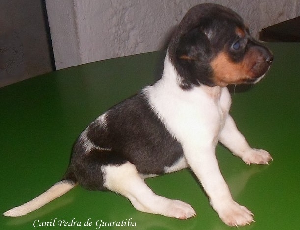 Terrier Brasileiro (Fox Paulistinha) - Canil Pedra de Guaratiba - Fêmea tricolor de preto disponível! http://www.canilpguaratiba.com