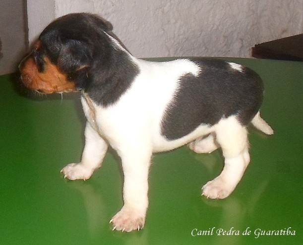 Terrier Brasileiro (Fox Paulistinha) - Canil Pedra de Guaratiba - Filhotes Disponíveis - http://www.canilpguaratiba.com