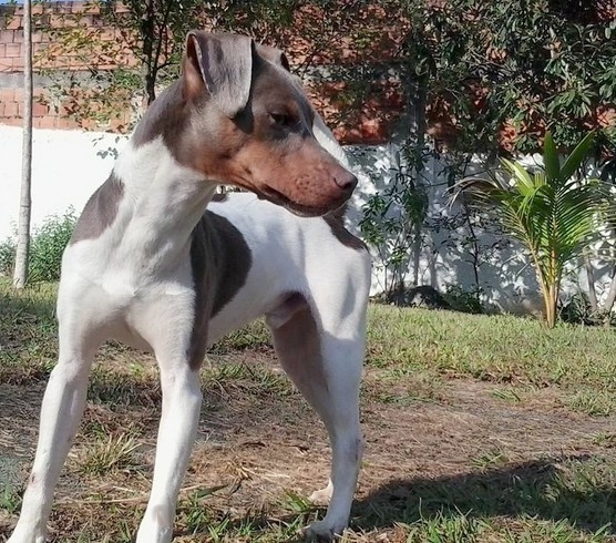 Terrier Brasileiro (Fox Paulistinha) - Canil Pedra de Guaratiba - http://www.canilpguaratiba.com