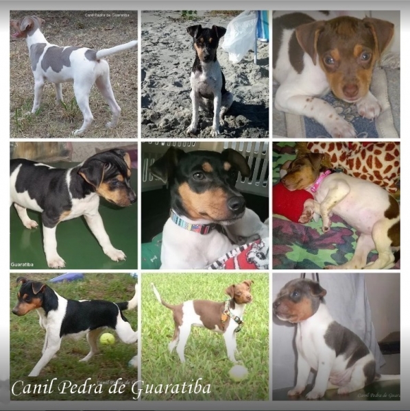 Terrier Brasileiro (Fox Paulistinha) - Canil Pedra de Guaratiba -  http://canilpedradeguaratibafilhotestb.blogspot.com.br/2016/05/31-05-2016.html