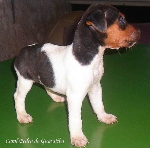 Terrier Brasileiro (Fox Paulistinha) - Canil Pedra de Guaratiba -  http://canilpedradeguaratibafilhotestb.blogspot.com.br/2016/05/31-05-2016.html