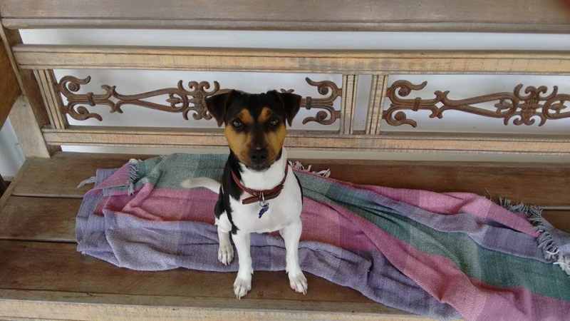 Terrier Brasileiro (Fox Paulistinha) - Canil Pedra de Guaratiba - Zero - http://canilpedradeguaratibatb.blogspot.com.br/2016/05/31-05-2016.html