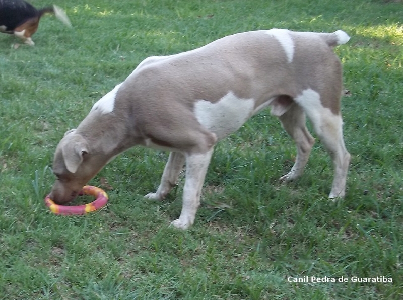 Terrier Brasileiro (Fox Paulistinha) - Canil Pedra de Guaratiba - Zero - http://canilpedradeguaratibatb.blogspot.com.br/2016/05/31-05-2016.html