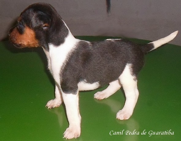 Terrier Brasileiro (Fox Paulistinha) - Canil Pedra de Guaratiba - http://canilpedradeguaratibatb.blogspot.com.br/2016/05/31-05-2016.html