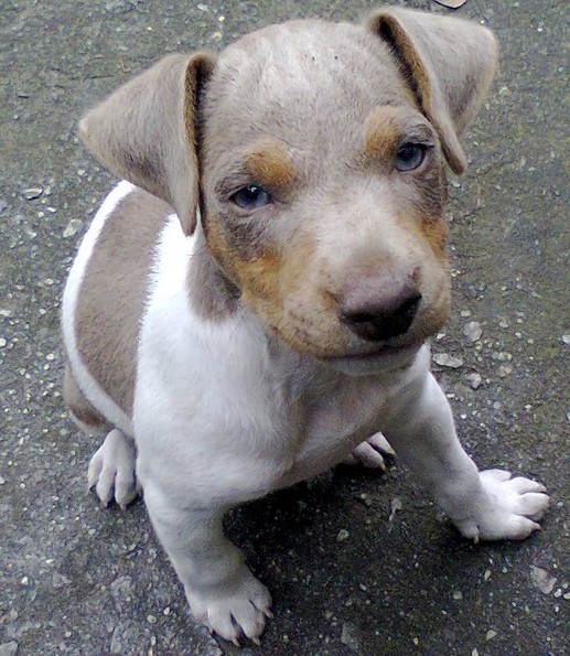 Terrier Brasileiro (Fox Paulistinha) - Canil Pedra de Guaratiba - http://canilpedradeguaratibatb.blogspot.com.br/2016/05/31-05-2016.html