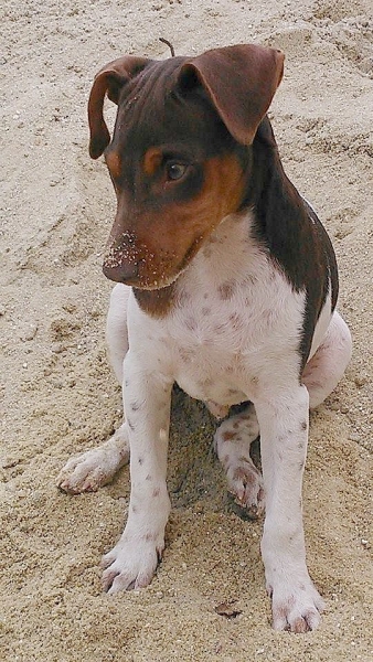 Terrier Brasileiro (Fox Paulistinha) - Canil Pedra de Guaratiba - http://canilpedradeguaratibatb.blogspot.com.br/2016/05/31-05-2016.html