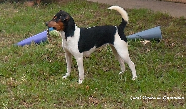 Terrier Brasileiro (Fox Paulistinha) - Canil Pedra de Guaratiba -  http://canilpedradeguaratibatb.blogspot.com.br/2016/05/31-05-2016.html