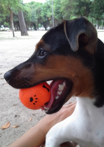 Terrier Brasileiro (Fox Paulistinha) - Canil Pedra de Guaratiba - http://canilpedradeguaratibatb.blogspot.com.br