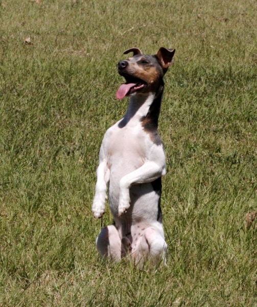 Terrier Brasileiro (Fox Paulistinha) - Canil Pedra de Guaratiba -  http://canilpedradeguaratibatb.blogspot.com.br 