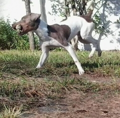 Terrier brasileiro (fox paulistinha) - canil pedra de guaratiba -  http://canilpedradeguaratibatb.blogspot.com.br