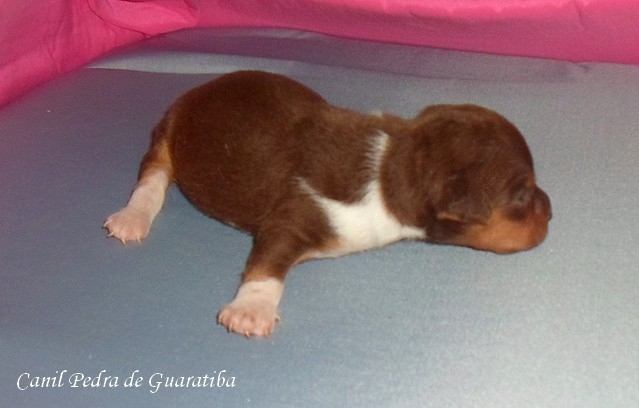 Terrier Brasileiro (Fox Paulistinha) - Canil Pedra de Guaratiba -  http://canilpedradeguaratibatb.blogspot.com.br