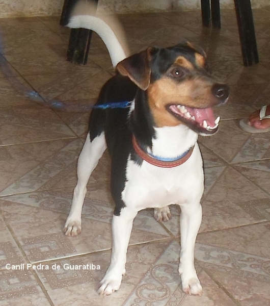 Terrier Brasileiro (Fox Paulistinha) - Canil Pedra de Guaratiba -  http://canilpedradeguaratibatb.blogspot.com.br