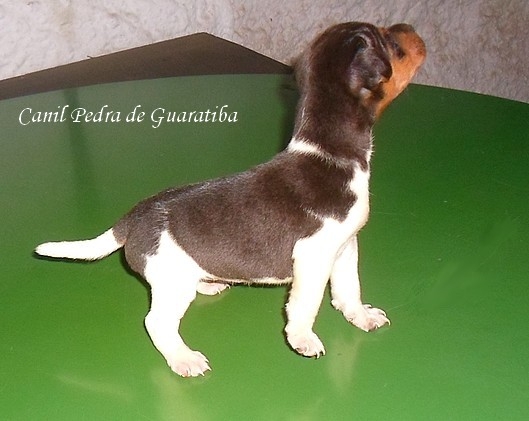 Terrier Brasileiro (Fox Paulistinha) - Canil Pedra de Guaratiba - Rio de Janeiro - RJ.    http://canilpedradeguaratibatb.blogspot.com.br 
