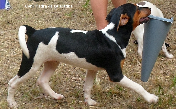 Terrier Brasileiro (Fox Paulistinha) - Canil Pedra de Guaratiba - Rio de Janeiro - RJ.    http://canilpedradeguaratibatb.blogspot.com.br