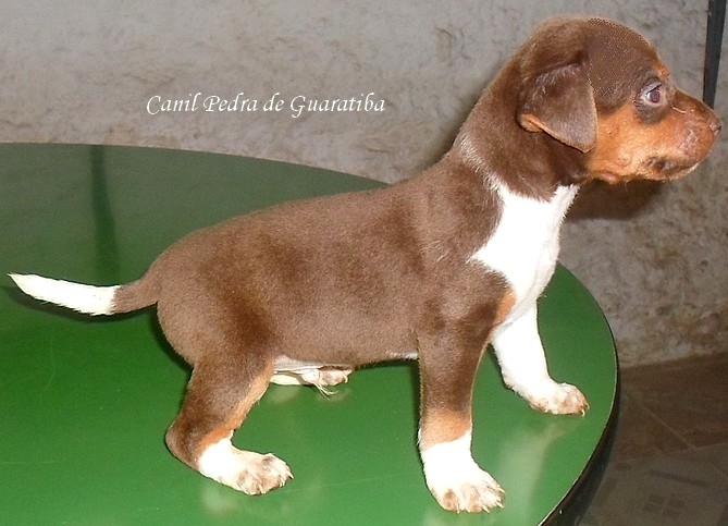 Terrier Brasileiro (Fox Paulistinha) - Canil Pedra de Guaratiba - Rio de Janeiro - RJ.    http://canilpedradeguaratibatb.blogspot.com.br