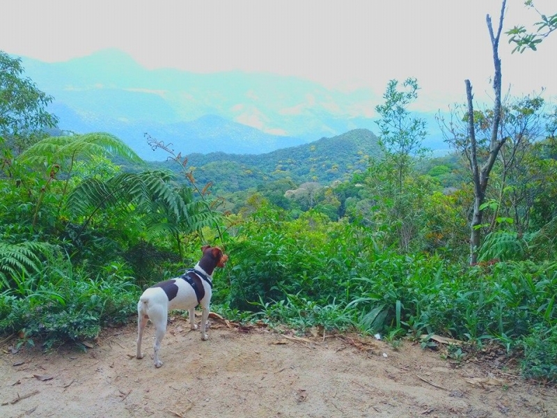 Terrier Brasileiro (Fox Paulistinha) - Canil Pedra de Guaratiba - Rio de Janeiro - RJ.    http://canilpedradeguaratibatb.blogspot.com.br