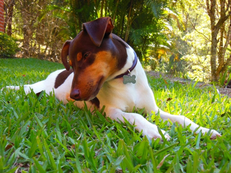 Terrier Brasileiro (Fox Paulistinha) - Canil Pedra de Guaratiba - Rio de Janeiro - RJ.    http://canilpedradeguaratibatb.blogspot.com.br