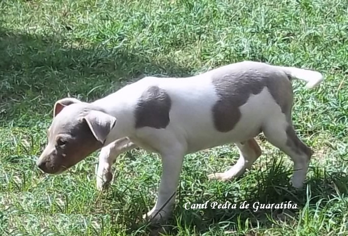 TERRIER BRASILEIRO (FOX PAULISTINHA)  - Canil Pedra de Guaratiba  - http://canilpedradeguaratibatb.blogspot.com.br