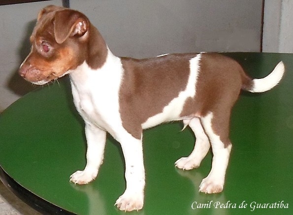 TERRIER BRASILEIRO (FOX PAULISTINHA)  - Canil Pedra de Guaratiba  - http://canilpedradeguaratibatb.blogspot.com.br