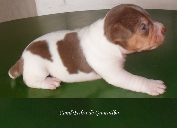 TERRIER BRASILEIRO (FOX PAULISTINHA) - Canil Pedra de Guaratiba - http://canilpedradeguaratibatb.blogspot.com.br